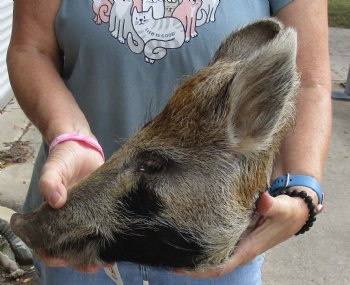 14" Preserved Georgia Wild Boar / Hog Head - $40