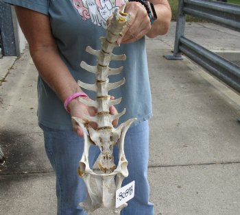 This is an Authentic 24" Semi-Clean Deer Vertebrae/pelvic Set For Sale $20 each