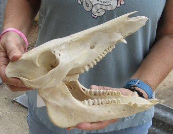 Buy this Real B-Grade Wild Boar Skull 10-1/2 inches for $25