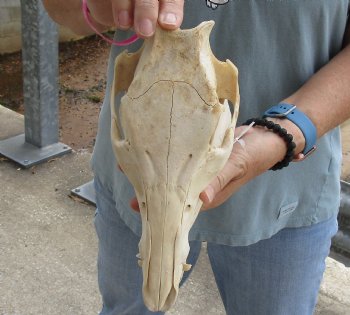 Buy this Real B-Grade Wild Boar Skull 10-1/2 inches for $25