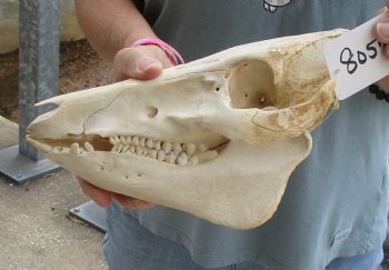 Buy this Real B-Grade Wild Boar Skull 10-1/2 inches for $25