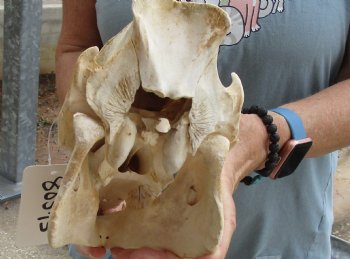 Buy this Real B-Grade Wild Boar Skull 10-1/2 inches for $25