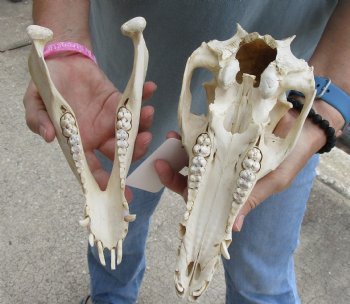 Buy this Real B-Grade Wild Boar Skull 10-1/2 inches for $25