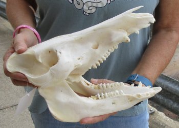 Buy this Real B-Grade Wild Boar Skull 11-1/2 inches for $40