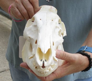 Buy this Real B-Grade Wild Boar Skull 11-1/2 inches for $40