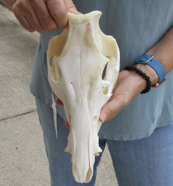 Buy this Real B-Grade Wild Boar Skull 11-1/2 inches for $40