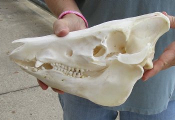 Buy this Real B-Grade Wild Boar Skull 11-1/2 inches for $40