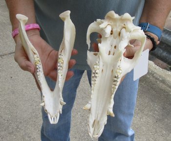 Buy this Real B-Grade Wild Boar Skull 11-1/2 inches for $40