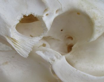 Buy this Real B-Grade Wild Boar Skull 11-1/2 inches for $40