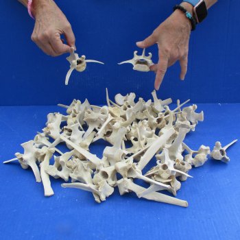 50 Wild Boar Vertebrae Bones, 2-1/2" to 6" - <font color=red>Special Price $50</font>