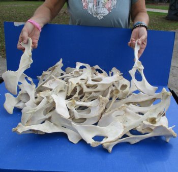 50 Deer Pelvis Bones - <font color=red>Special Price $25</font>