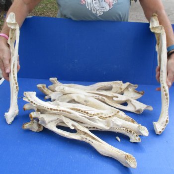 14 Alligator Lower Jaw Bones - $25