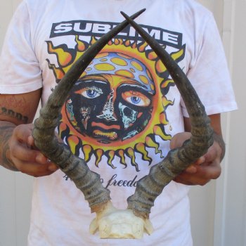 B-Grade Impala Skull Plate with 17" Horns - $32