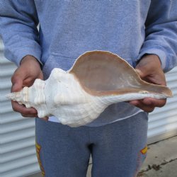 B-Grade 13" Horse Conch, Florida's State Seashell - $22