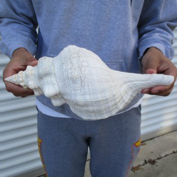 B-Grade 13" Horse Conch, Florida's State Seashell - $22