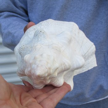 B-Grade 13" Horse Conch, Florida's State Seashell - $22