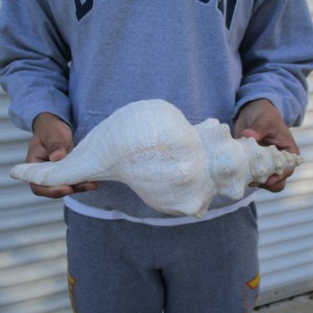 B-Grade 13" Horse Conch, Florida's State Seashell - $22