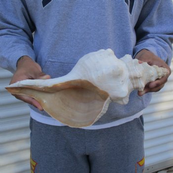 B-Grade 13" Horse Conch, Florida's State Seashell - $22