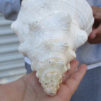 B-Grade 13" Horse Conch, Florida's State Seashell - $22