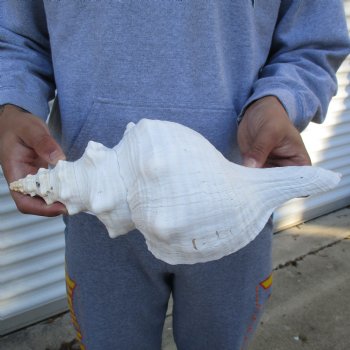 B-Grade 13" Horse Conch, Florida's State Seashell - $22