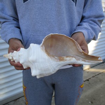 B-Grade 13" Horse Conch, Florida's State Seashell - $22