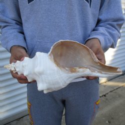 B-Grade 13" Horse Conch, Florida's State Seashell - $22