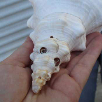 B-Grade 13" Horse Conch, Florida's State Seashell - $22