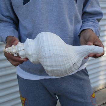 B-Grade 13" Horse Conch, Florida's State Seashell - $22