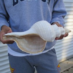 B-Grade 13" Horse Conch, Florida's State Seashell - $22