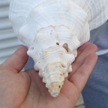 B-Grade 13" Horse Conch, Florida's State Seashell - $22