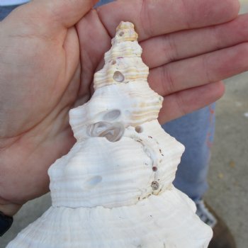 B-Grade 13" Horse Conch, Florida's State Seashell - $22