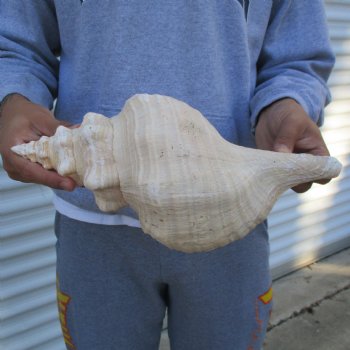 B-Grade 13" Horse Conch, Florida's State Seashell - $22