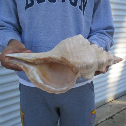 B-Grade 13" Horse Conch, Florida's State Seashell - $22