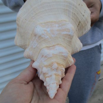 B-Grade 13" Horse Conch, Florida's State Seashell - $22