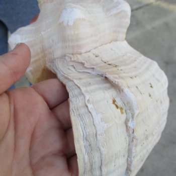 B-Grade 13" Horse Conch, Florida's State Seashell - $22