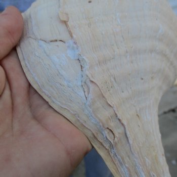 B-Grade 13" Horse Conch, Florida's State Seashell - $22