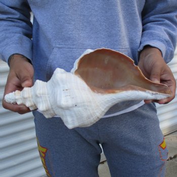 B-Grade 13" Horse Conch, Florida's State Seashell - $22