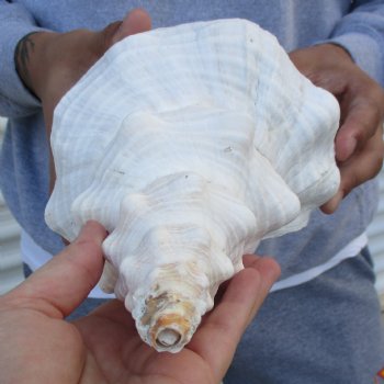 B-Grade 13" Horse Conch, Florida's State Seashell - $22