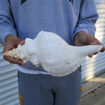 B-Grade 13" Horse Conch, Florida's State Seashell - $22