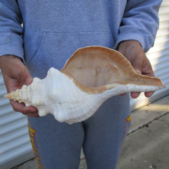 B-Grade 13" Horse Conch, Florida's State Seashell - $22