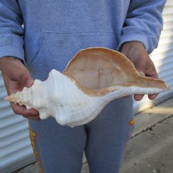 B-Grade 13" Horse Conch, Florida's State Seashell - $22