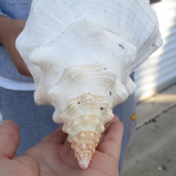 B-Grade 13" Horse Conch, Florida's State Seashell - $22