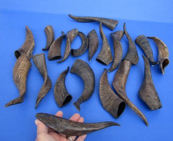 Genuine 20 piece lot of Goat horns from India 6" to 10" - $85/lot