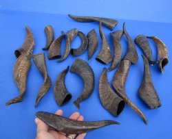 Genuine 20 piece lot of Goat horns from India 6" to 10" - $85/lot