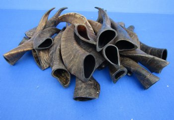 Genuine 20 piece lot of Goat horns from India 6" to 10" - $85/lot