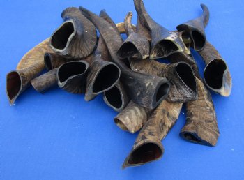 For Sale this 20 piece lot of Goat horns from India 6" to 10" - $85/lot