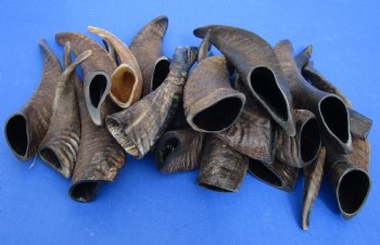 For Sale this 20 piece lot of Goat horns from India 6" to 10" - $85/lot