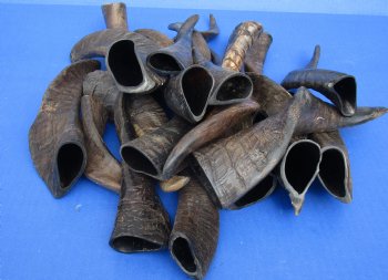 For Sale this 20 piece lot of Goat horns from India 6" to 10" - $85/lot