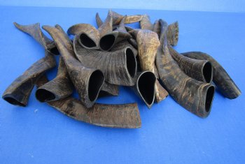 20 piece lot of Goat horns from India 6" to 10" - $85/lot