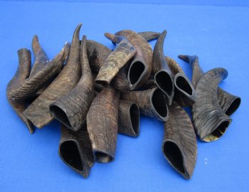 20 piece lot of Goat horns from India 6" to 10" - $85/lot